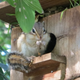 Illustration for article titled Inside Japans Squirrel Gardens. Yes, Squirrel Gardens!